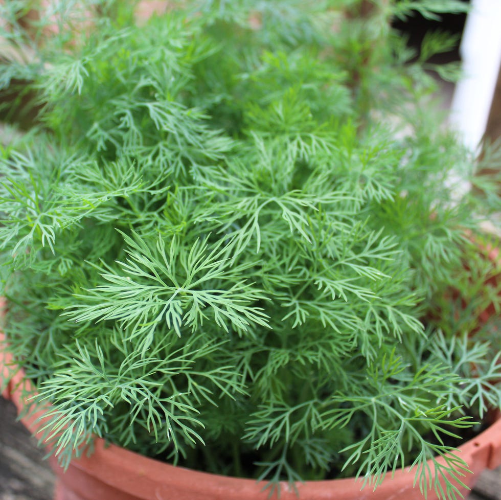 Fresh Organic Dill growing organic fresh dill in a pot on a deck in the city
