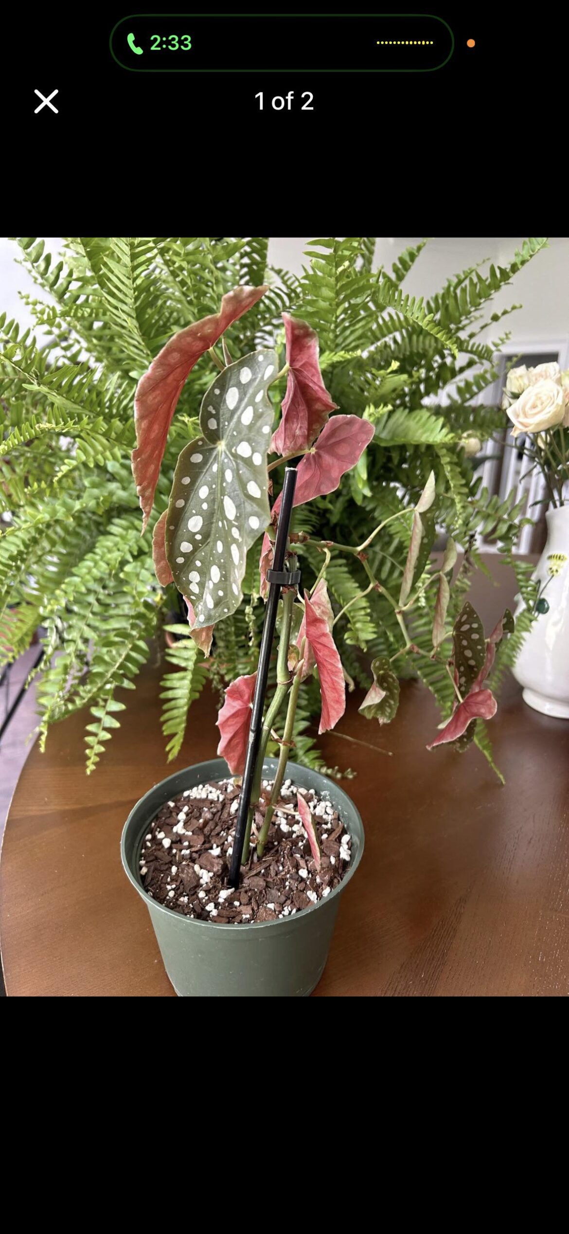 What type of begonia?