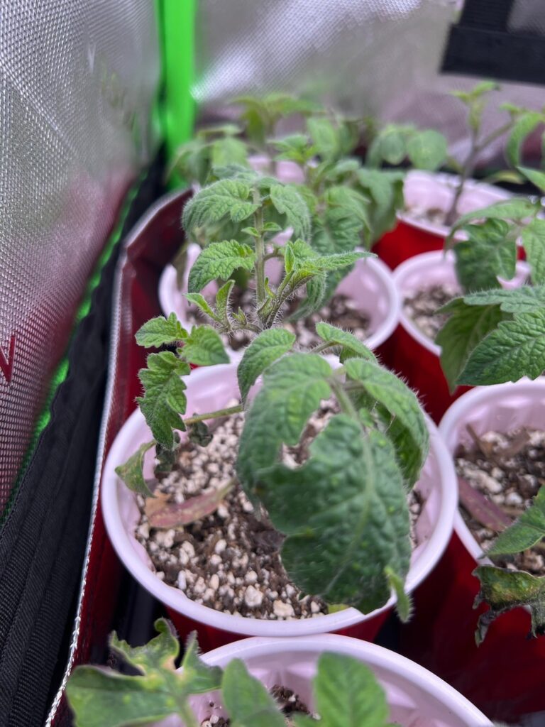 Am I doing something wrong for my Roma tomatoes