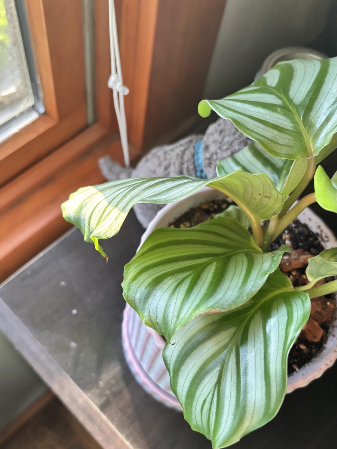 Would this light burn my calathea?
