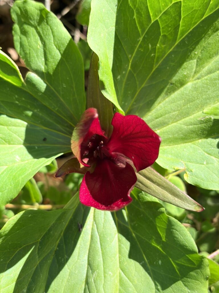 Trillium. Have never seen one in the Sierra foothills (CA) before.