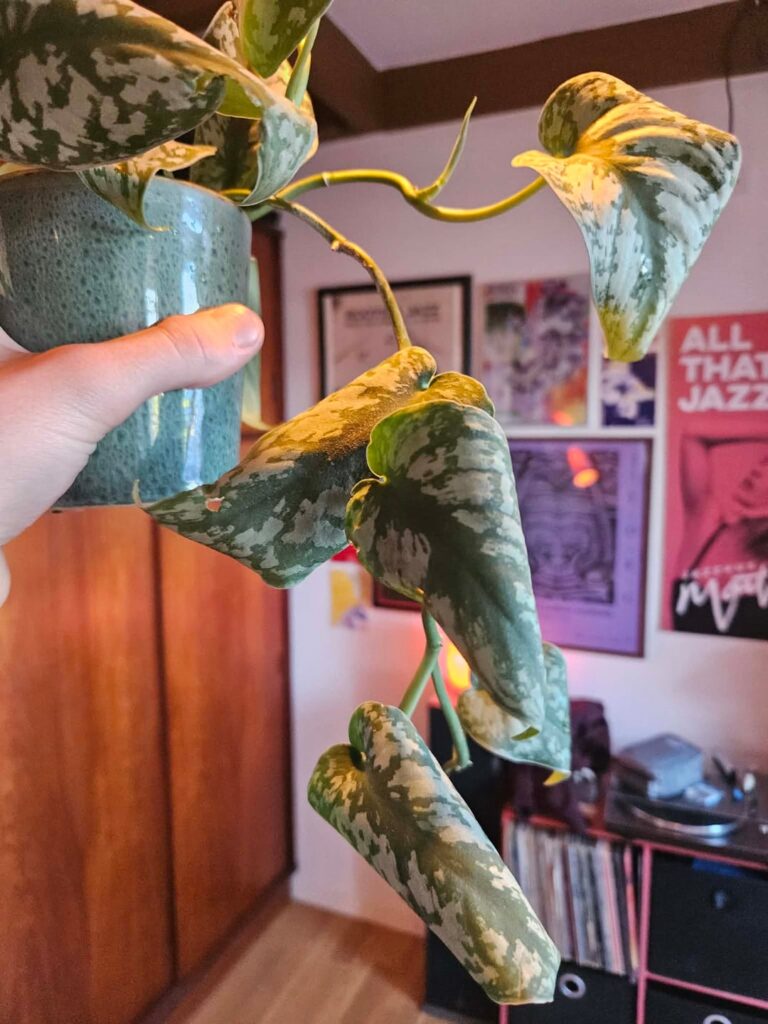 Pothos leaves curling Pothos leaves curling
