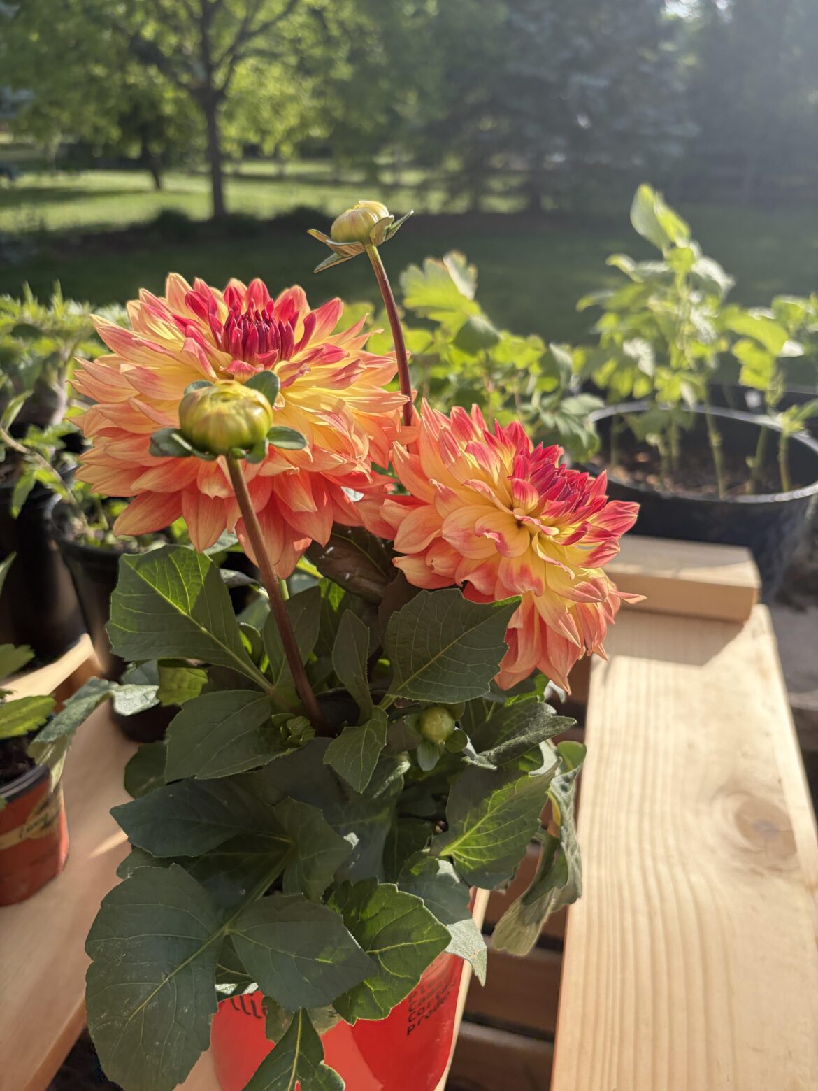 Can anyone ID this?