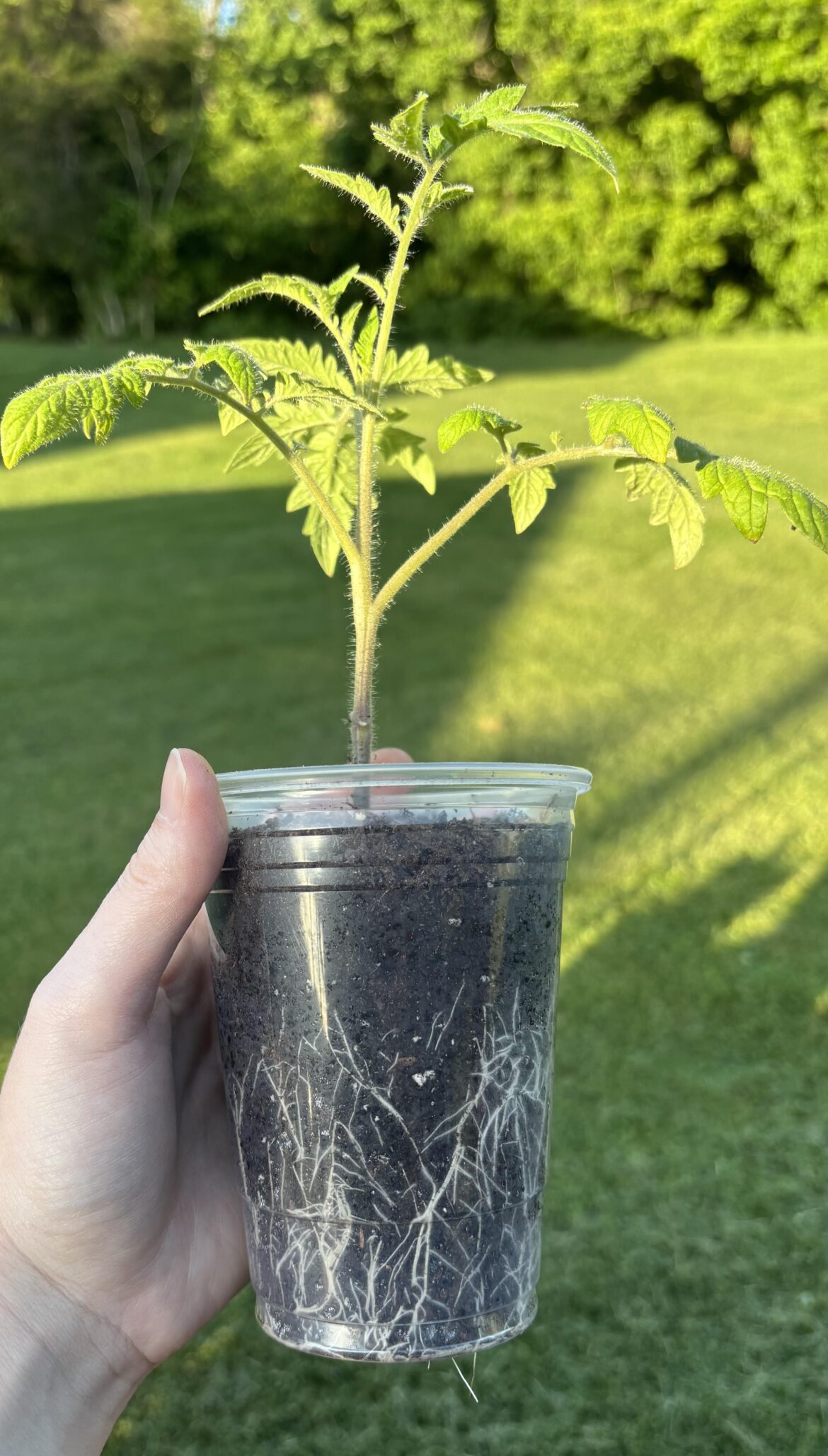 First year seed starting