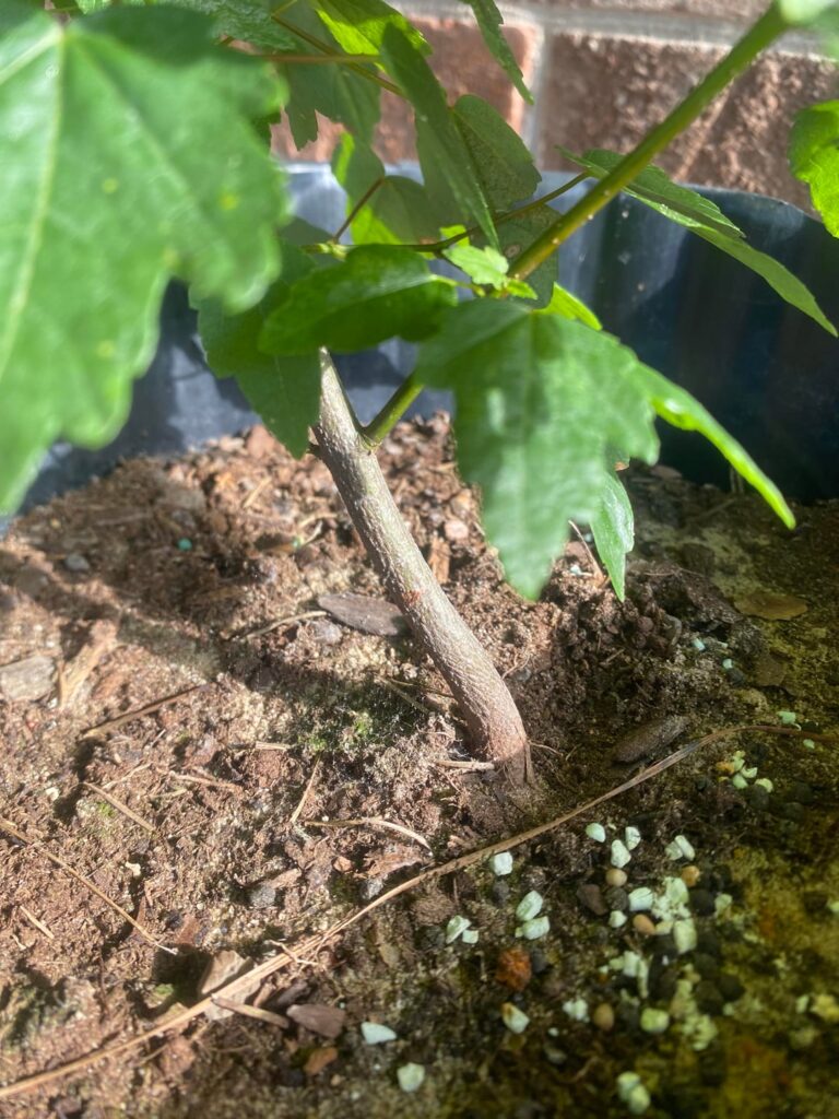 Red maple in training