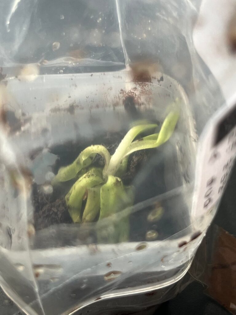 Tips for acclimating temperate pings that have been in shipment for 3-4 weeks? Tips for acclimating temperate pings that have been in shipment for 3-4 weeks?