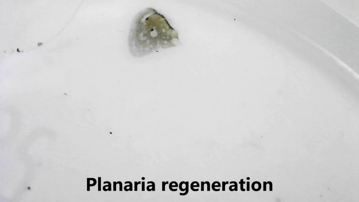 Freak show alert! Watch the regeneration of a Planarian. More in description. Freak show alert! Watch the regeneration of a Planarian. More in description.