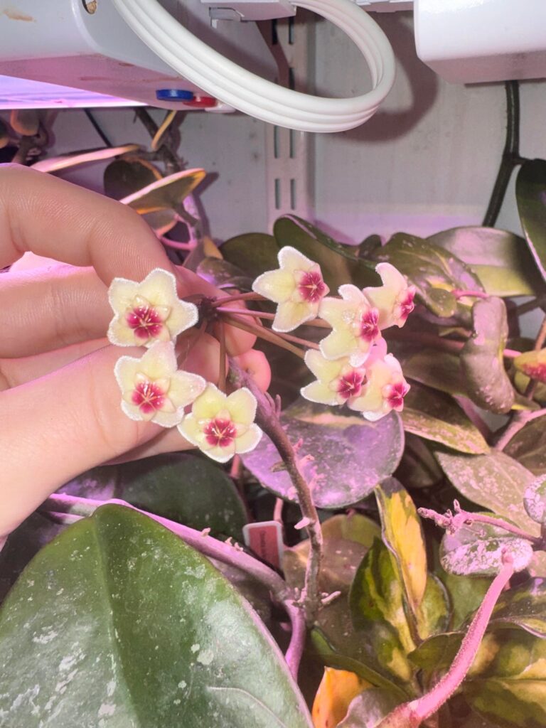 Hoya obovata x h. carnosa ‘David’s Green Cup’ bloom! Hoya obovata x h. carnosa ‘David’s Green Cup’ bloom!
