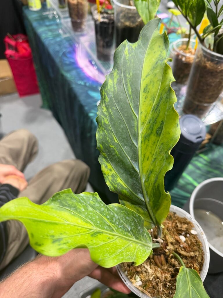 Anthurium Plowmanii Aurea