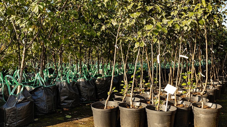 apple tree seedling in a plant nursery