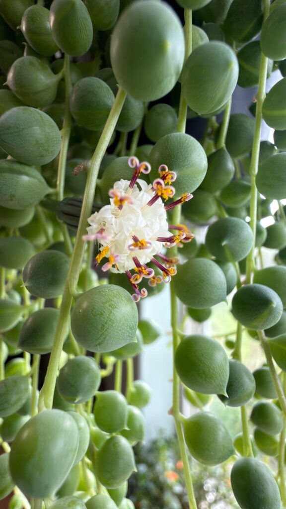 So proud of my string of pearls