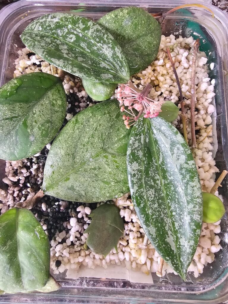 My prop box gave me quite a scream