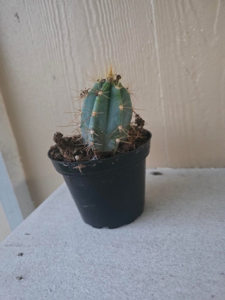 Identification (Costa Farms/Walmart) Identification (Costa Farms/Walmart)