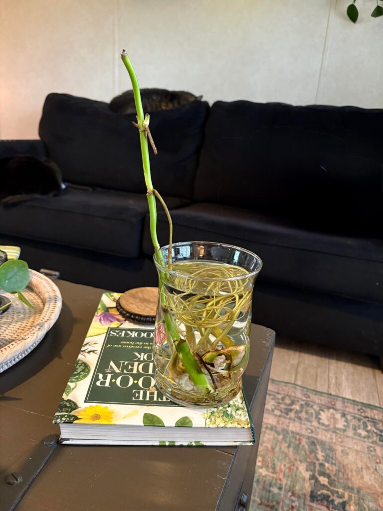 Roots but no foliage .. water or straight to soil? Roots but no foliage .. water or straight to soil?