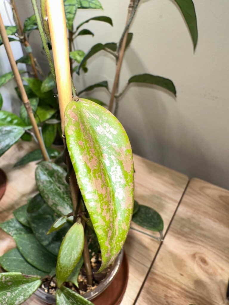 verticillata var. verticillata (wibergiae) new growth is soooo pink 🥹