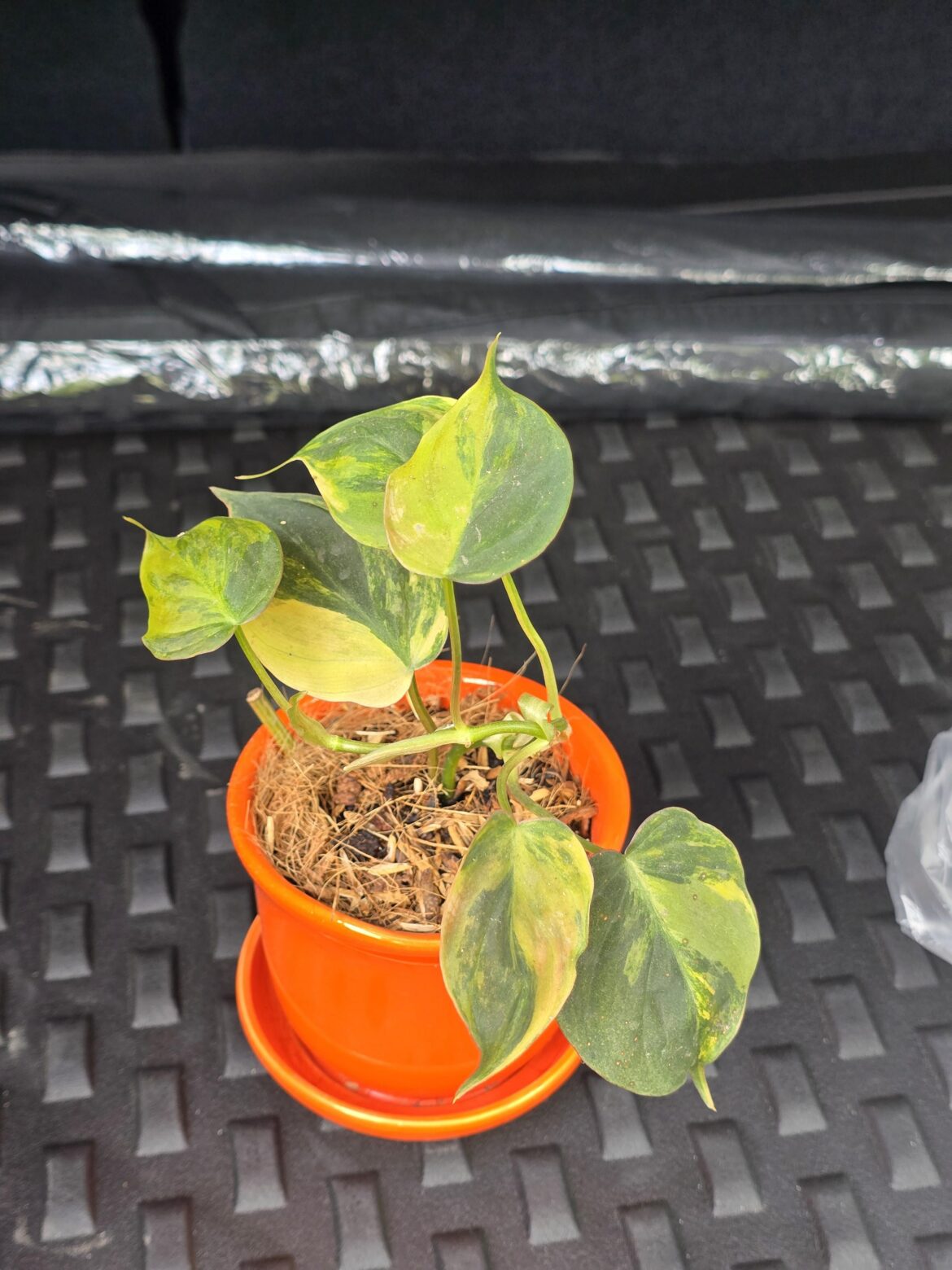 Can someone ID me this plant?