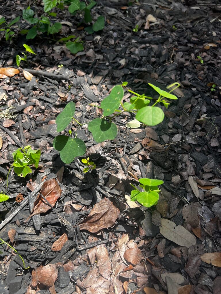 Ground vine weed taking over my planting beds