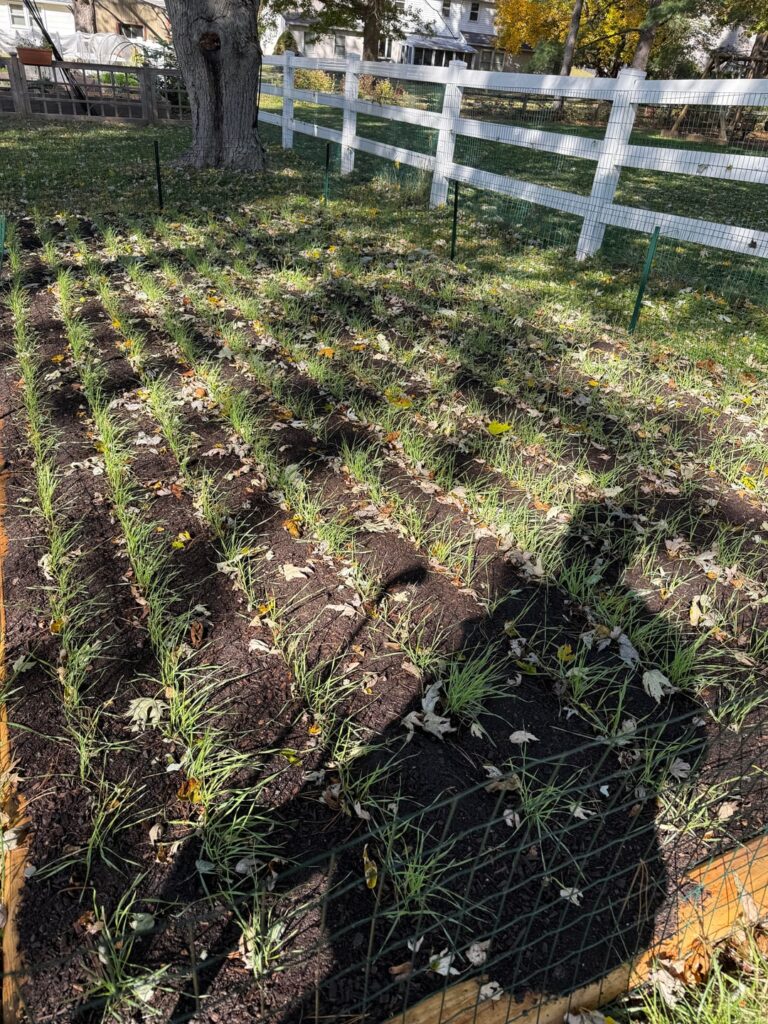 Growing Wheat: Updated Growing Wheat: Updated