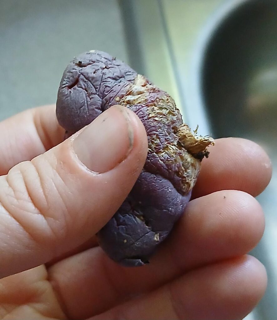 A squirrel ate my lithops