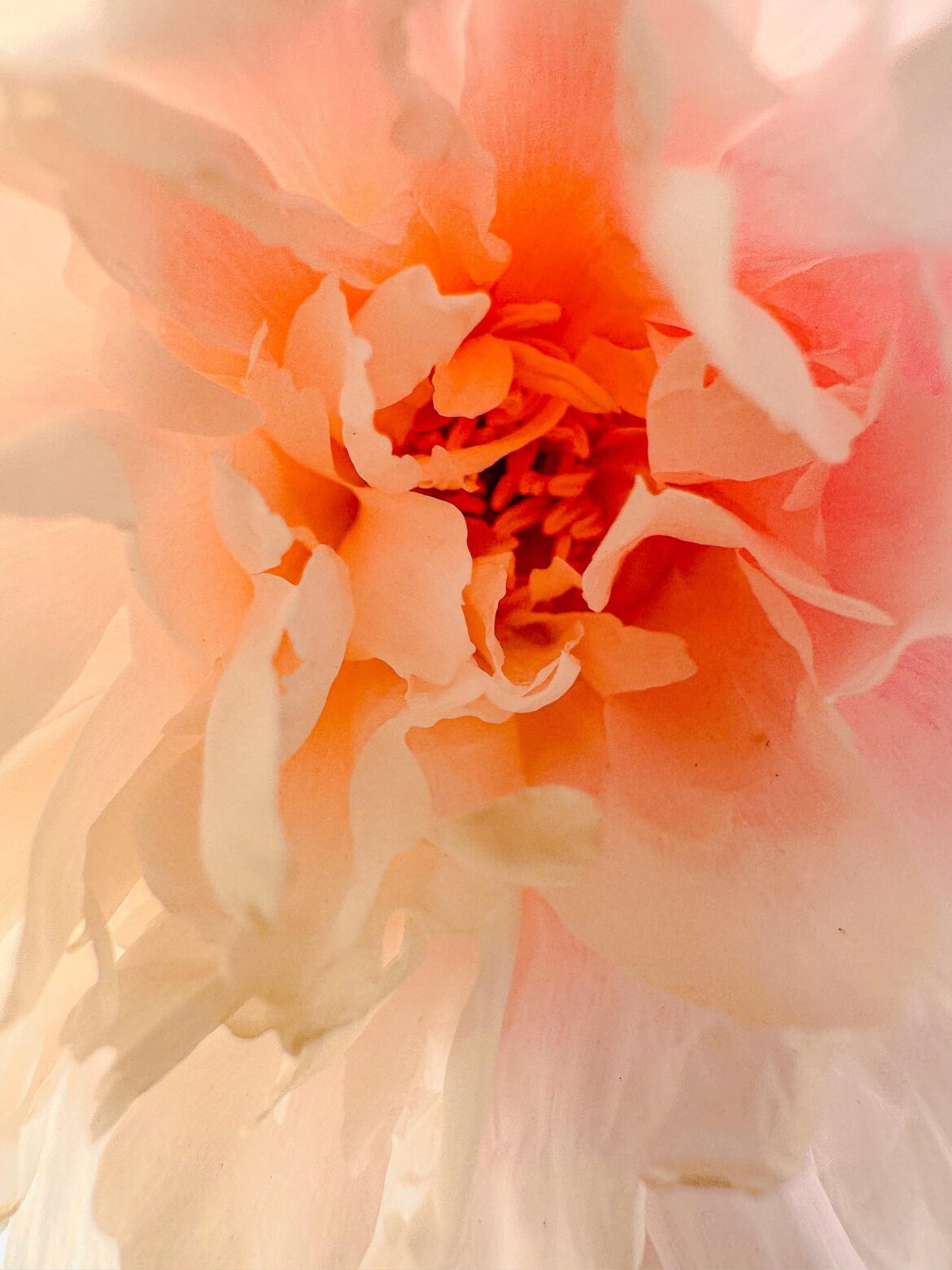 Unknown Peony Cultivar, Family Heirloom Grown for Over 60 Years [OC]