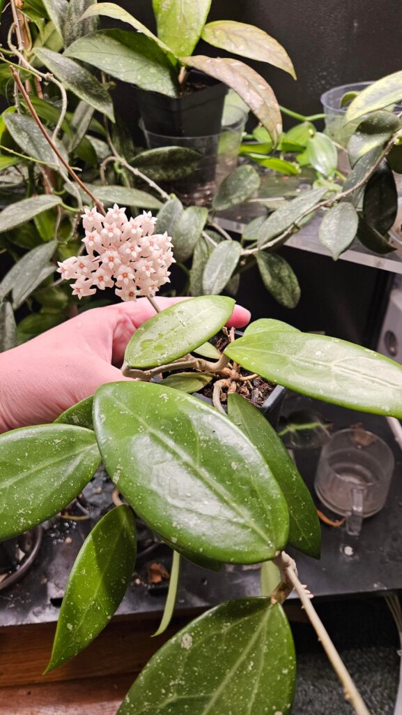 Back into my hoyas after a long winter