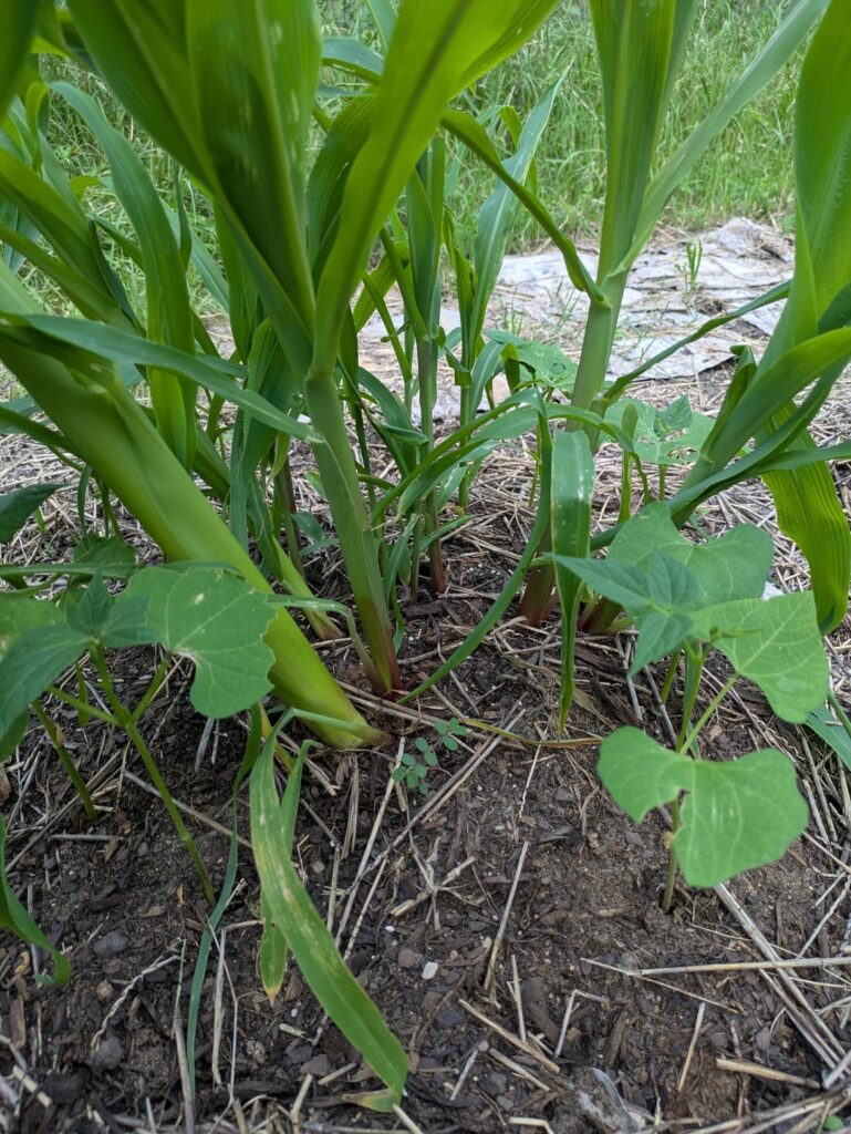 Corn too close together in mounds?