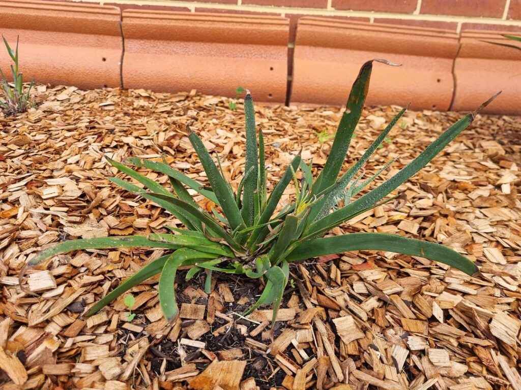 Is my Kangaroo Paw unhealthy? Is my Kangaroo Paw unhealthy?