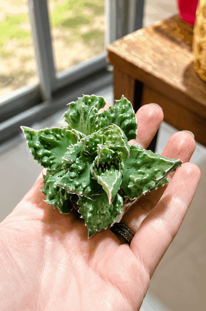 Finally got myself a real demogorgon