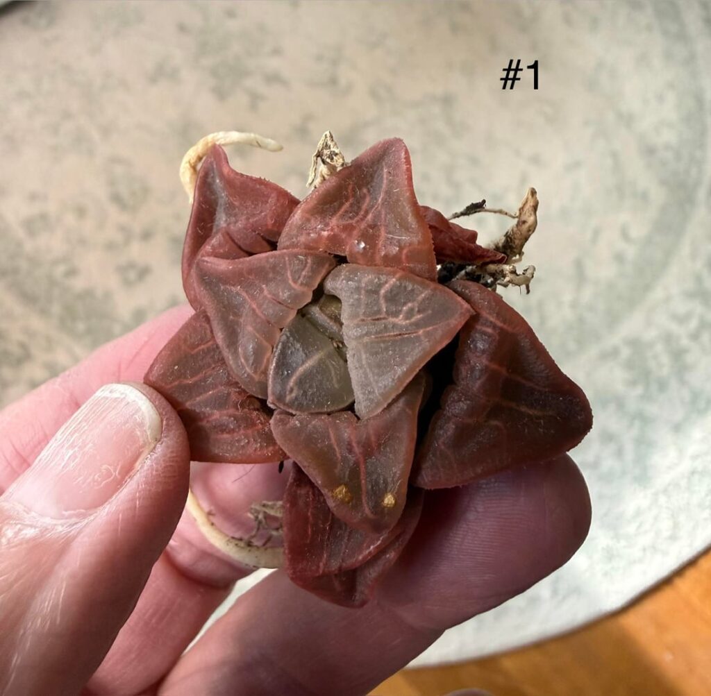 Help with haworthias Help with haworthias