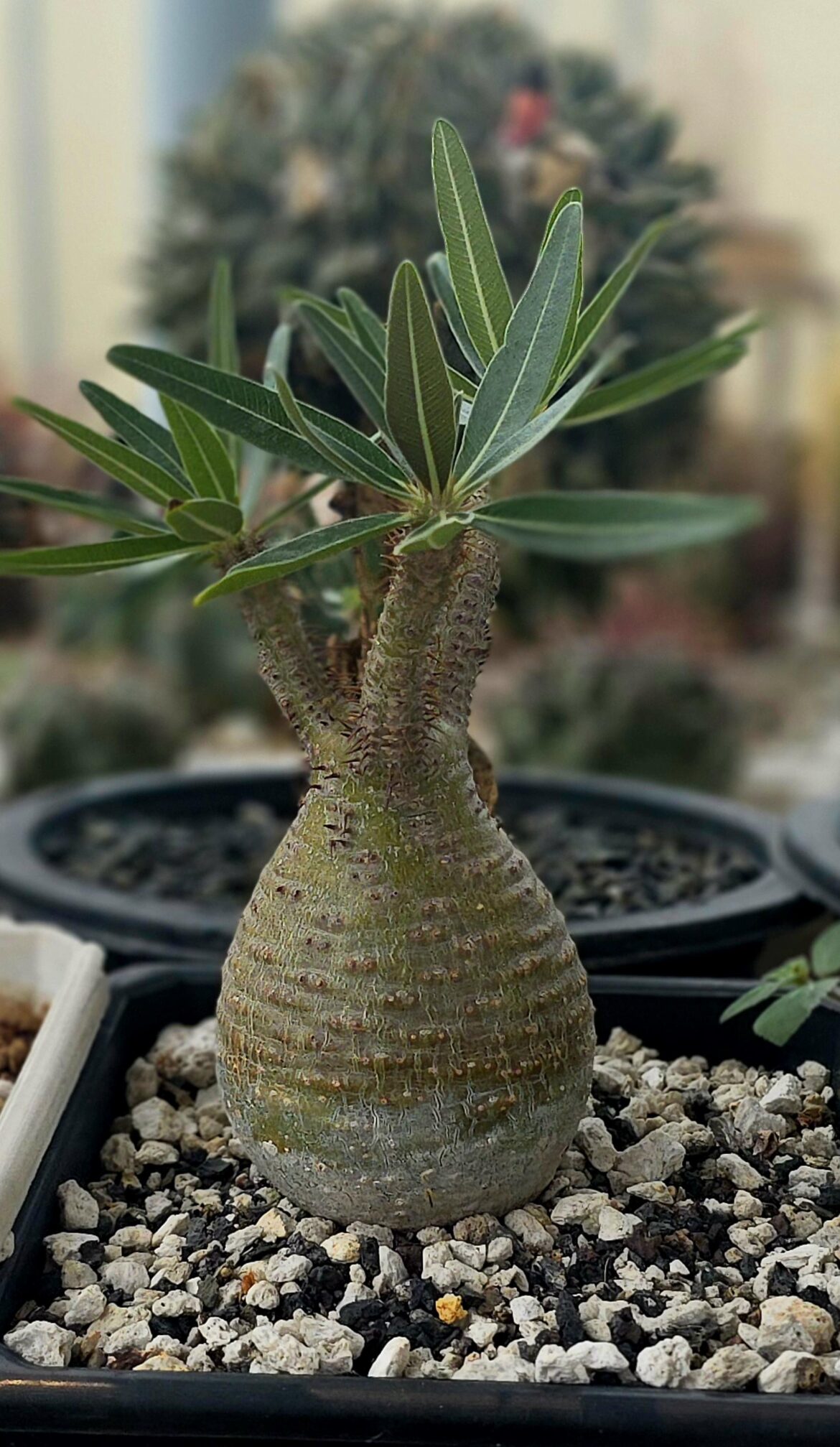 Pachypodium gracilius