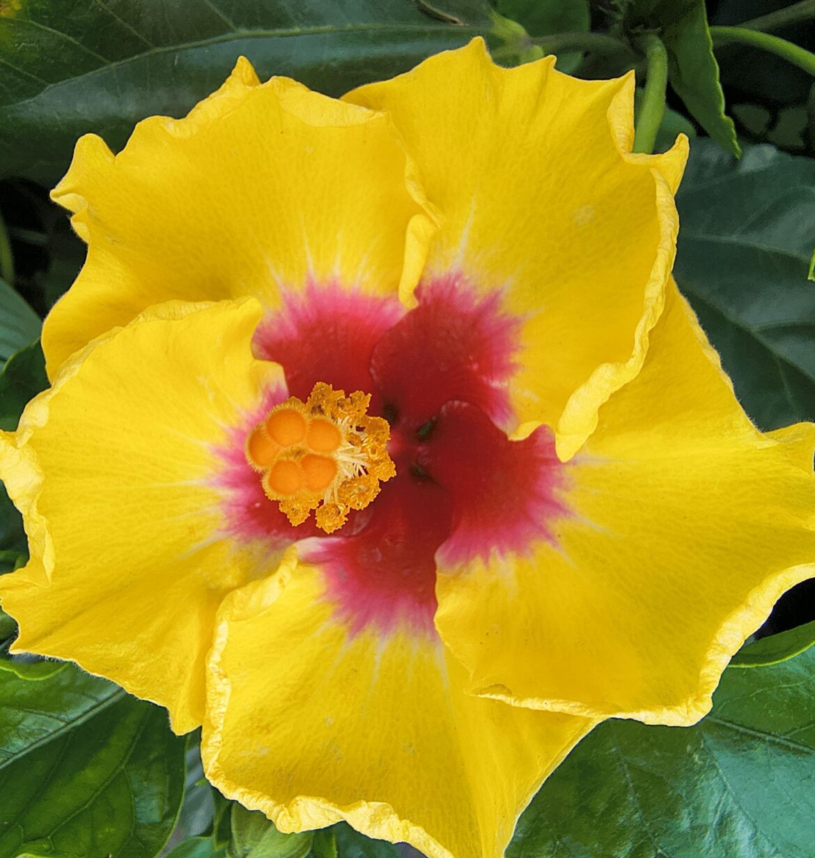 Hibiscus Rosa [OC]