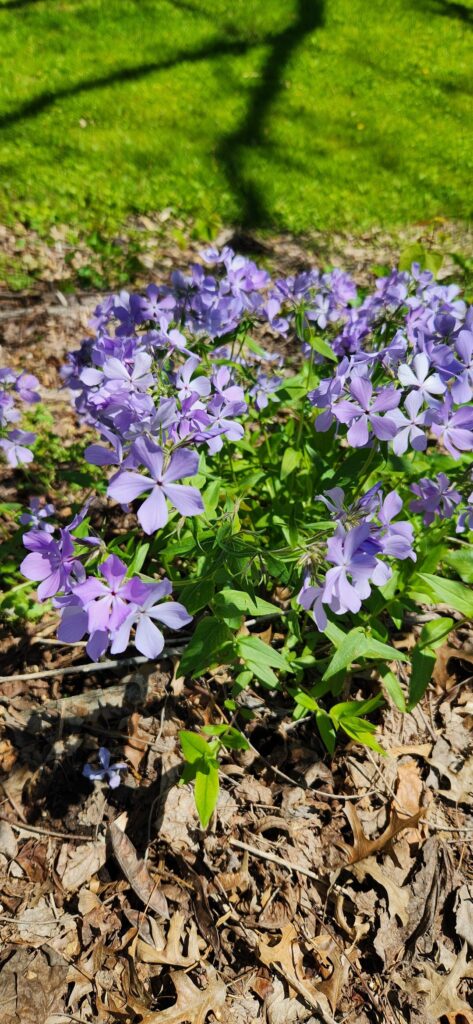 Wild Blue Phlox