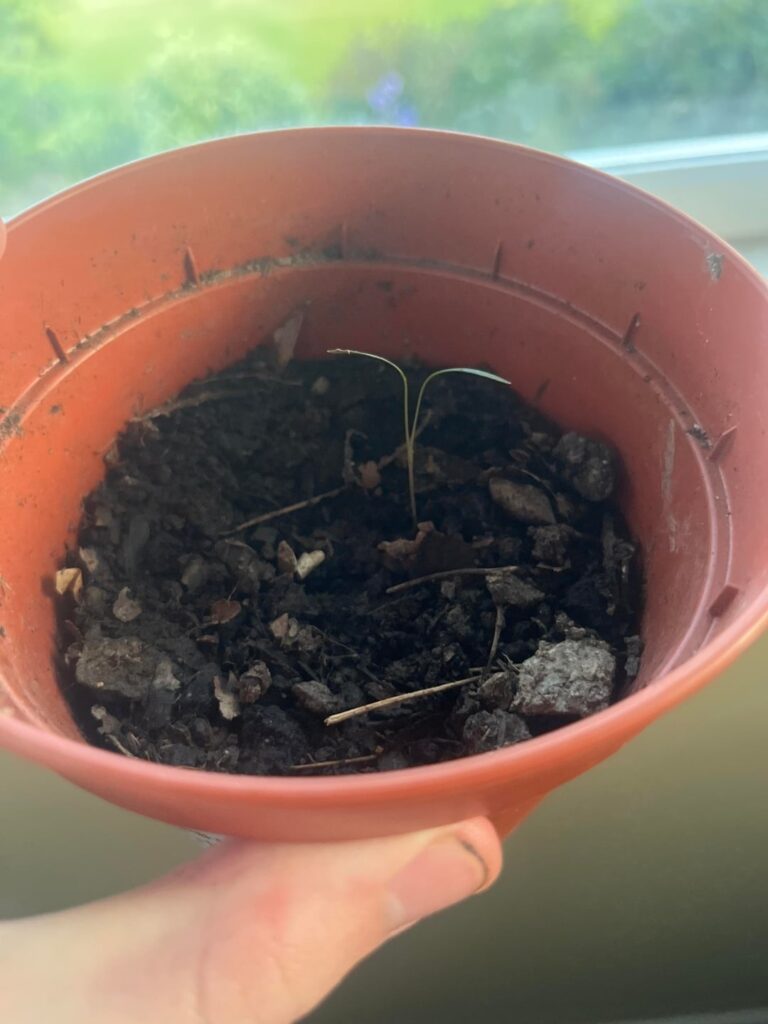 What kind of seed is this What kind of seed is this