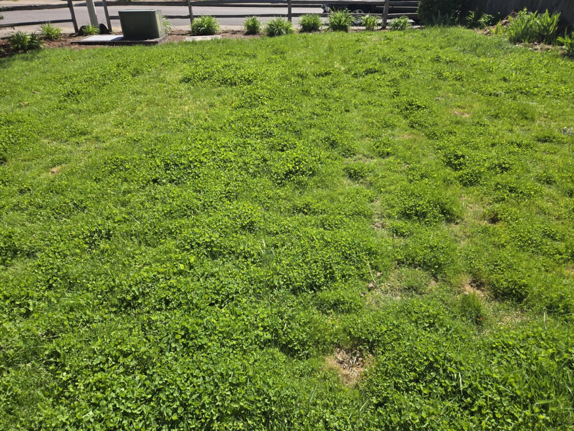 Clover Lawn Add ins? Zone 8b