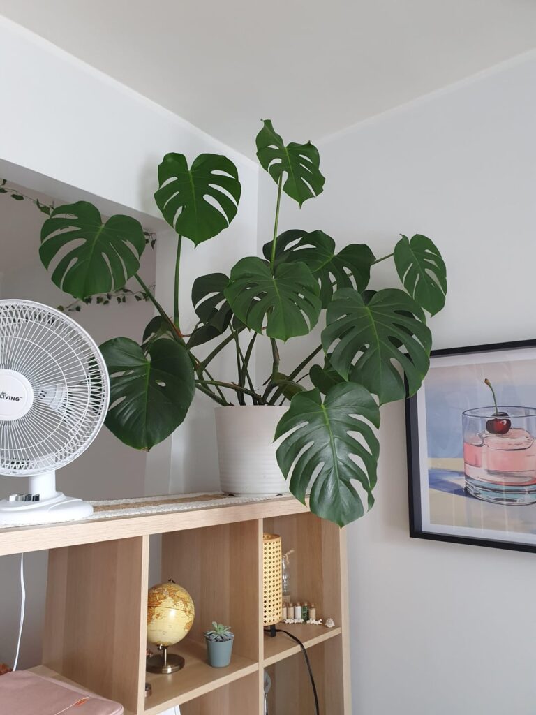 Hi I need help with this beautiful Monstera. It was super healthy when I got it but it’s only been 5 weeks and it’s already showing signs of not being happy Hi I need help with this beautiful Monstera. It was super healthy when I got it but it's only been 5 weeks and it's already showing signs of not being happy