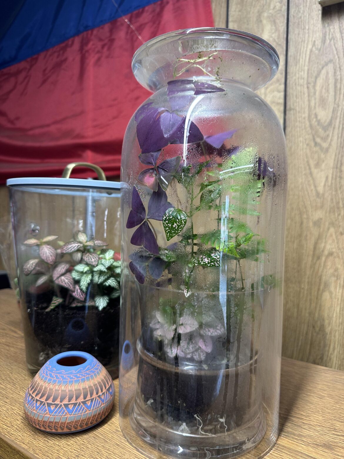 Haven’t watered these in months.