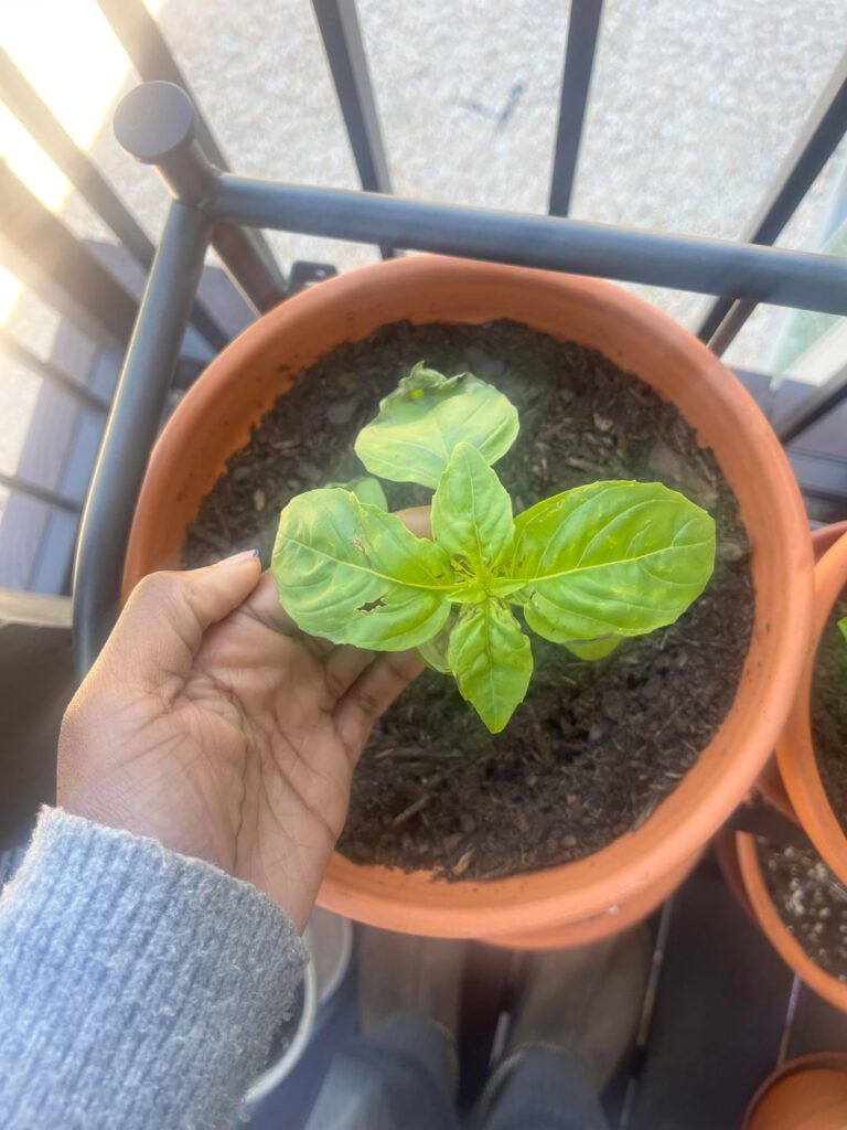 Does anyone know what’s going on with my basil plant Does anyone know what’s going on with my basil plant