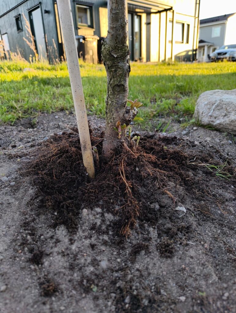 Update re pruning plum tree