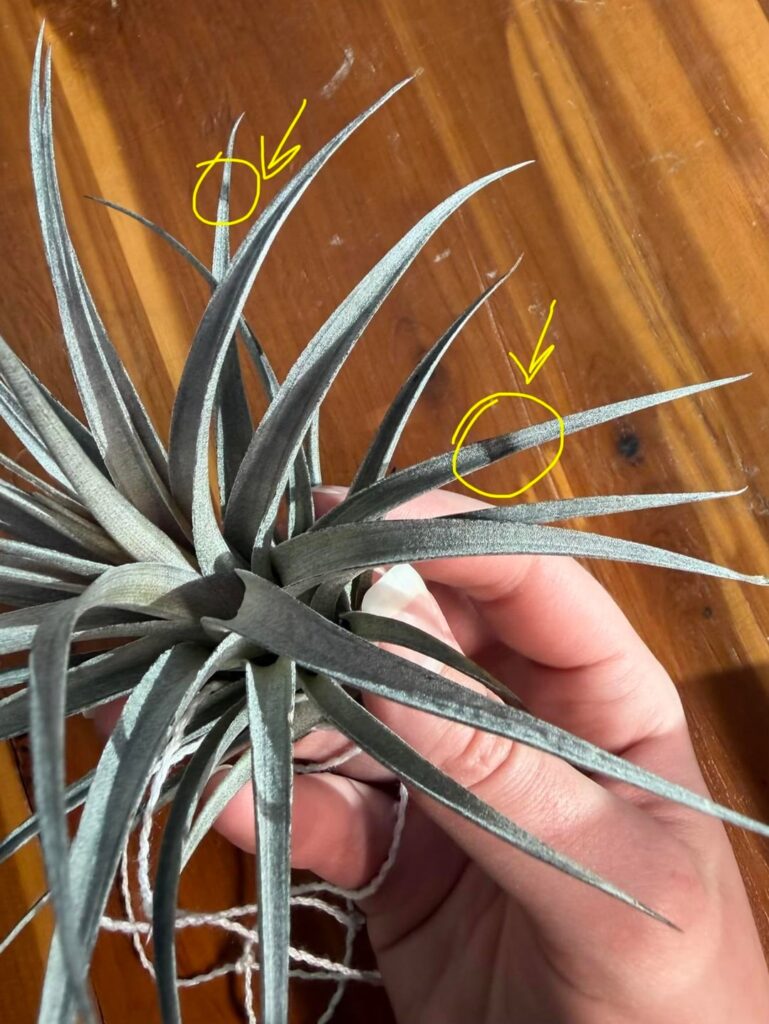 What’s going on with my tillandsia?
