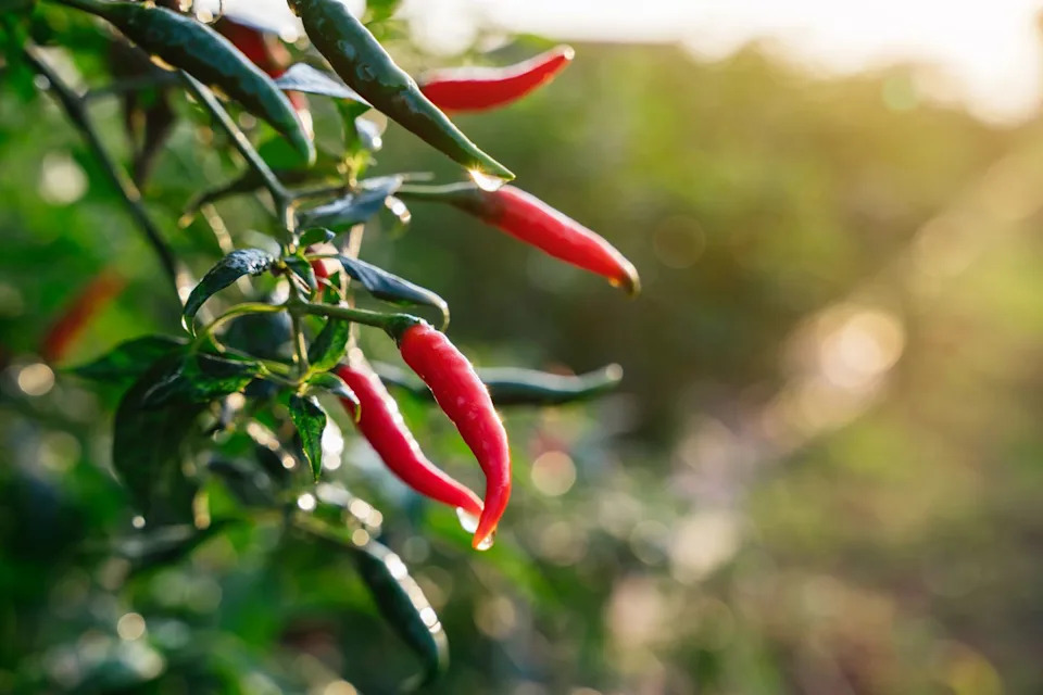 close up fresh chilli pepper in garden concept, organic chillies vegetable planting in farm countryside, red and green fruit peppers on stem
