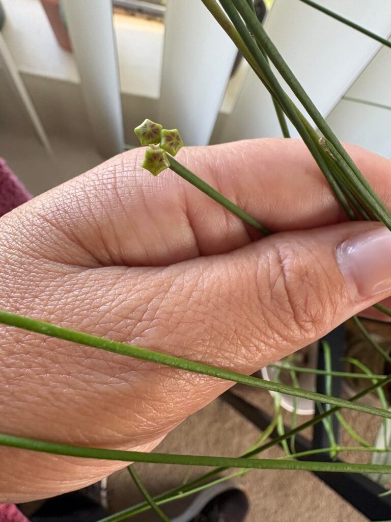My Hoya spartoides first bloom