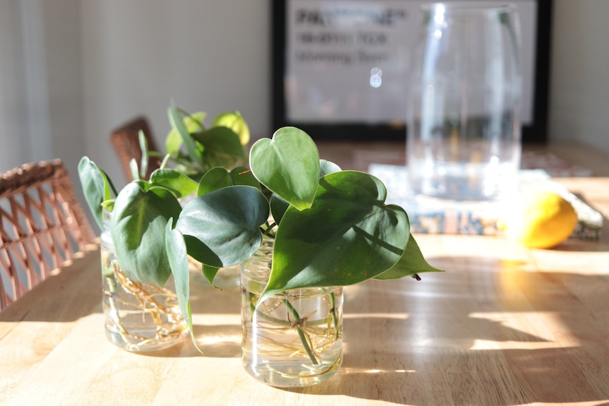 glass jars on a sunny table that have cuttings of green indoor plants in them