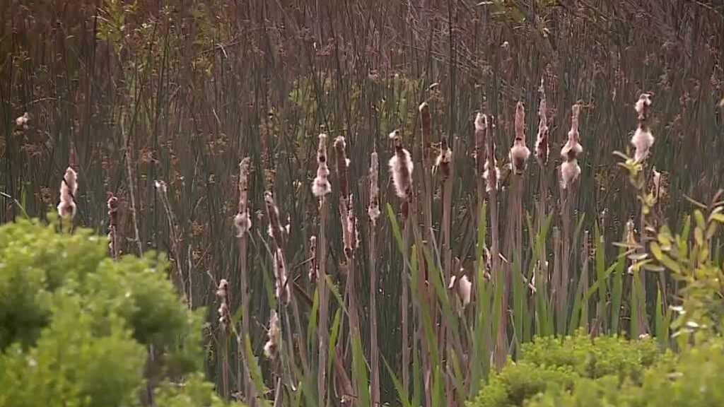 Marina considers Asian American garden for Locke-Paddon Park amid cleanup concerns Marina considers Asian American garden for Locke-Paddon Park amid cleanup concerns