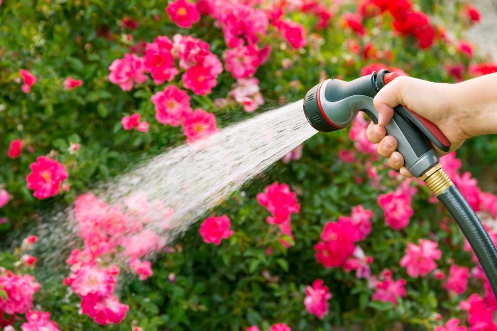 Watering flowers Watering flowers