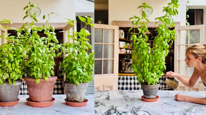 Left, Leanne Kilroy's huge, robust, indoor basil plants. Right, Kilroy waters her basil plant from the bottom.
