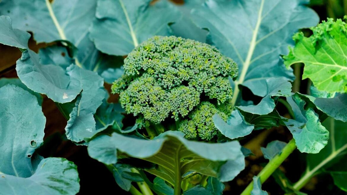Gardener Shares Clever Trick for Growing Perfect Broccoli Every Time Gardener Shares Clever Trick for Growing Perfect Broccoli Every Time