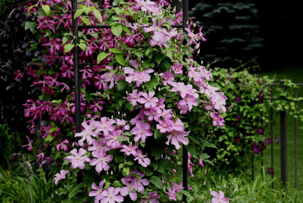 9 Climbing Plants That Thrive in Pots and Containers for a Lush Outdoor Space 9 Climbing Plants That Thrive in Pots and Containers for a Lush Outdoor Space