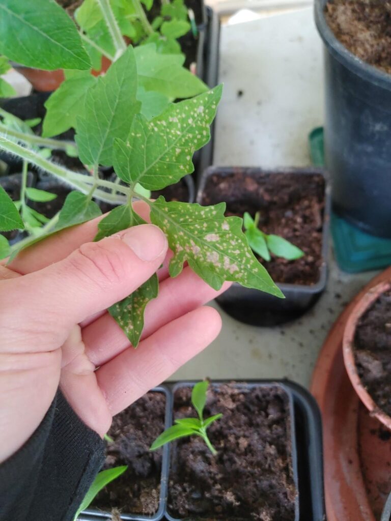 Whats up with my tomato plants?