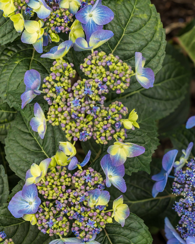 Colorful hydrangea flowers and green leaves. Colorful hydrangea flowers and green leaves.