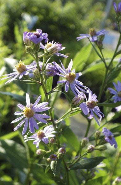 Smooth aster (Aster laevis) is one among many native asters that attract bees and butterflies to the garden in autumn.
